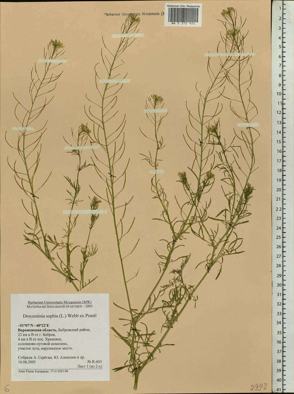 Descurainia sophia (L.) Webb ex Prantl, Eastern Europe, Central forest-and-steppe region (E6) (Russia)