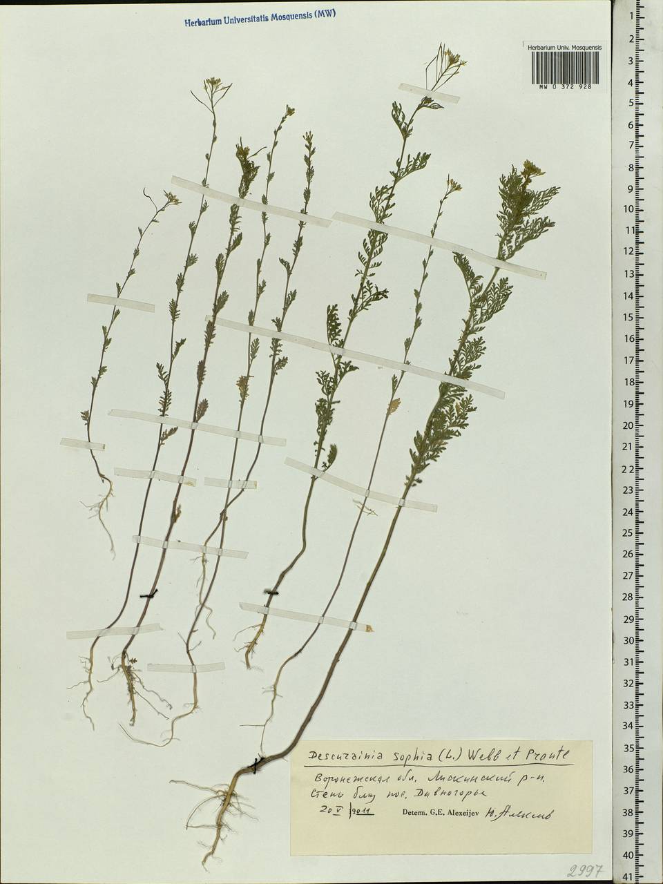 Descurainia sophia (L.) Webb ex Prantl, Eastern Europe, Central forest-and-steppe region (E6) (Russia)