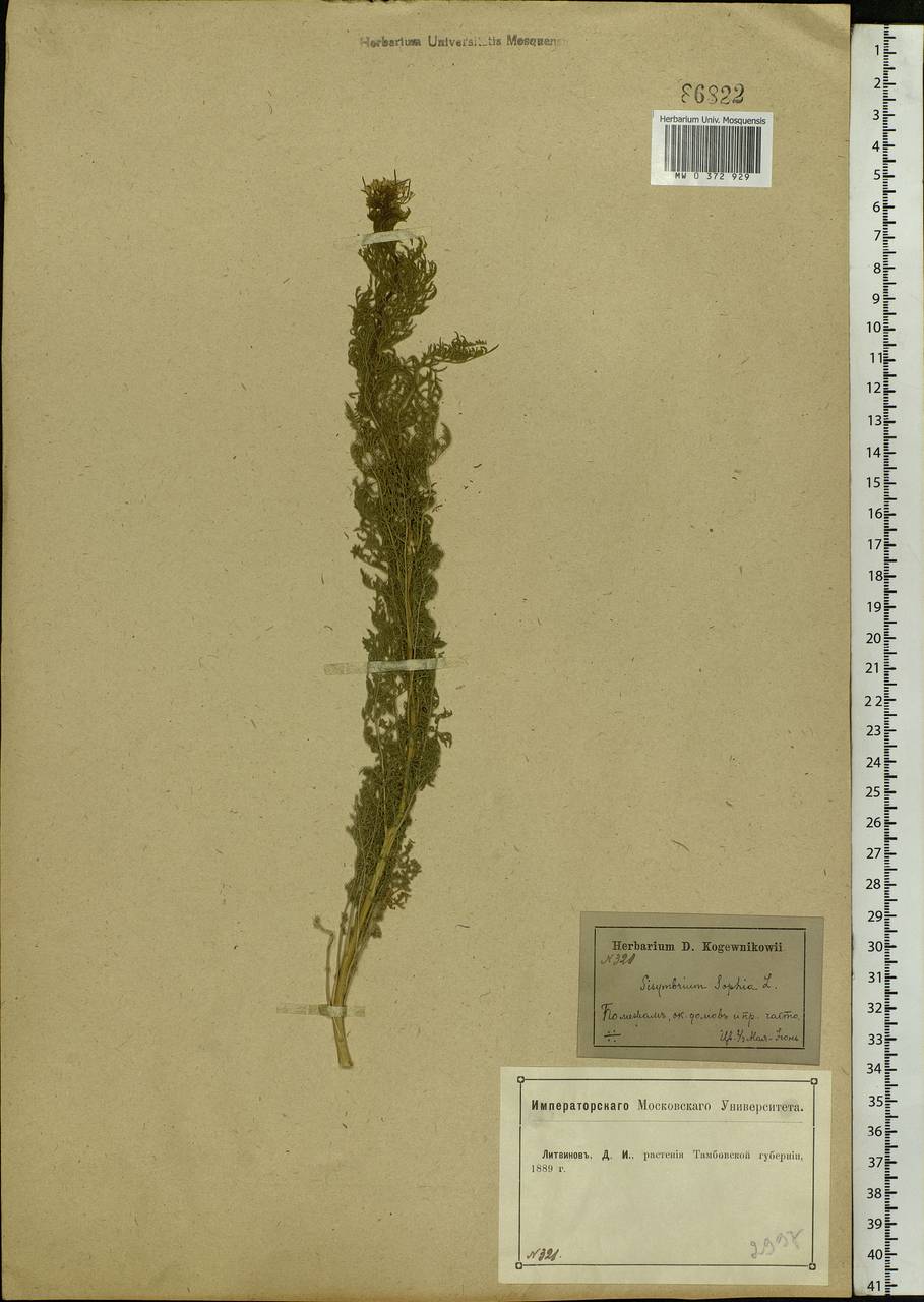Descurainia sophia (L.) Webb ex Prantl, Eastern Europe, Central forest-and-steppe region (E6) (Russia)