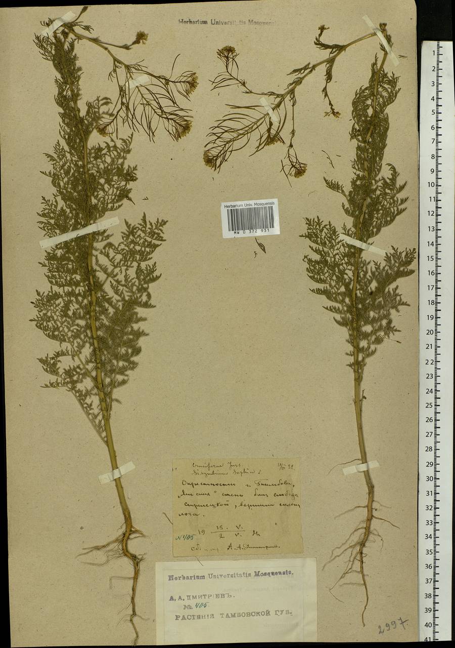 Descurainia sophia (L.) Webb ex Prantl, Eastern Europe, Central forest-and-steppe region (E6) (Russia)