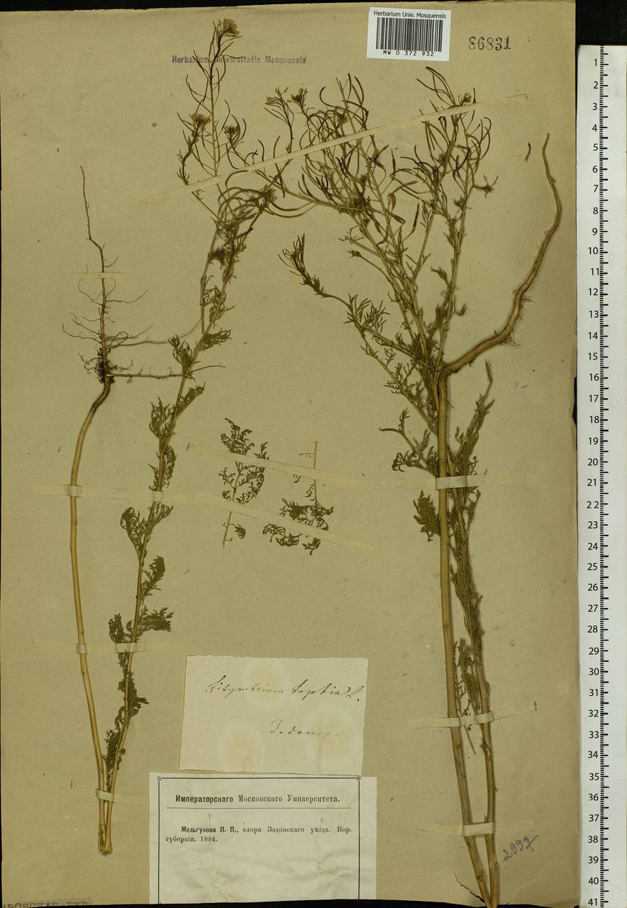 Descurainia sophia (L.) Webb ex Prantl, Eastern Europe, Central forest-and-steppe region (E6) (Russia)