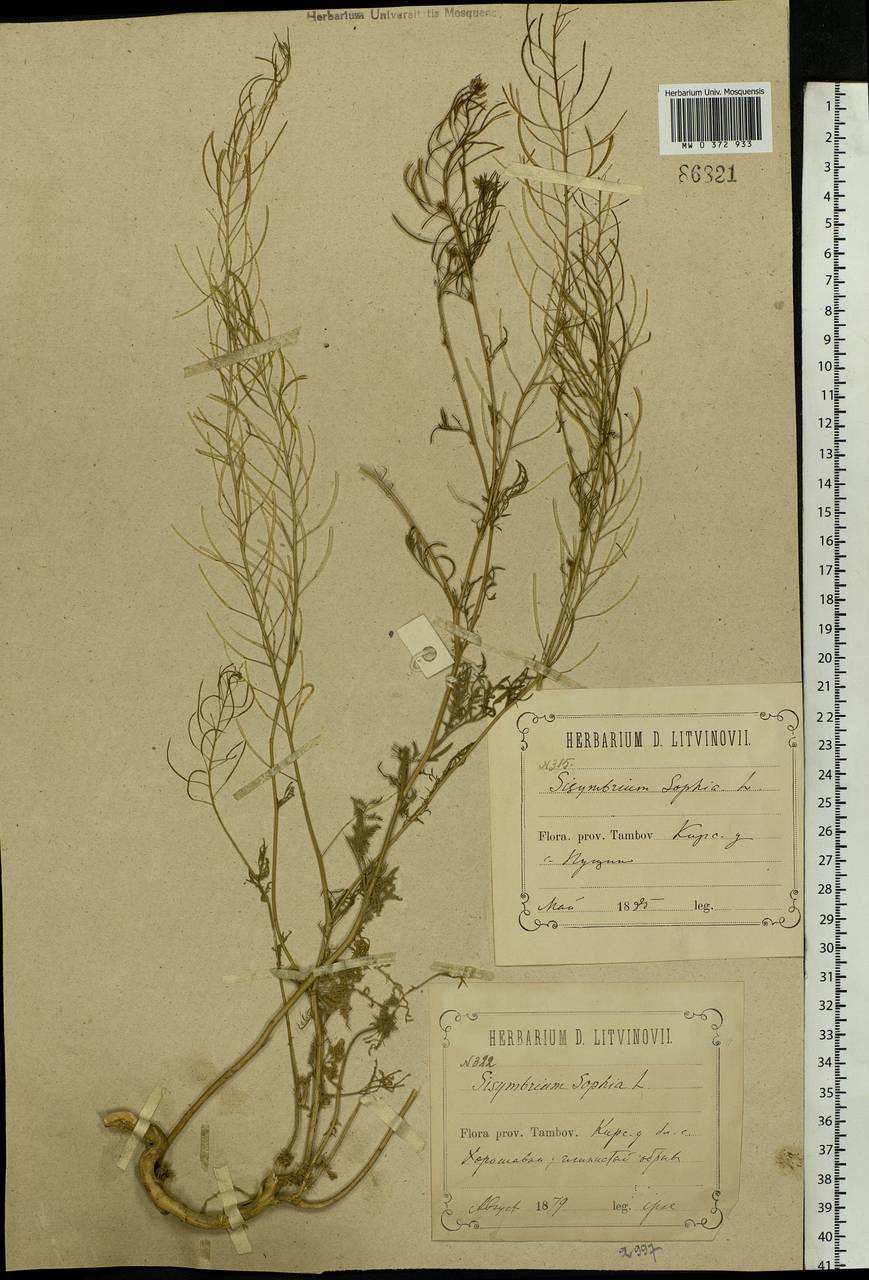 Descurainia sophia (L.) Webb ex Prantl, Eastern Europe, Central forest-and-steppe region (E6) (Russia)