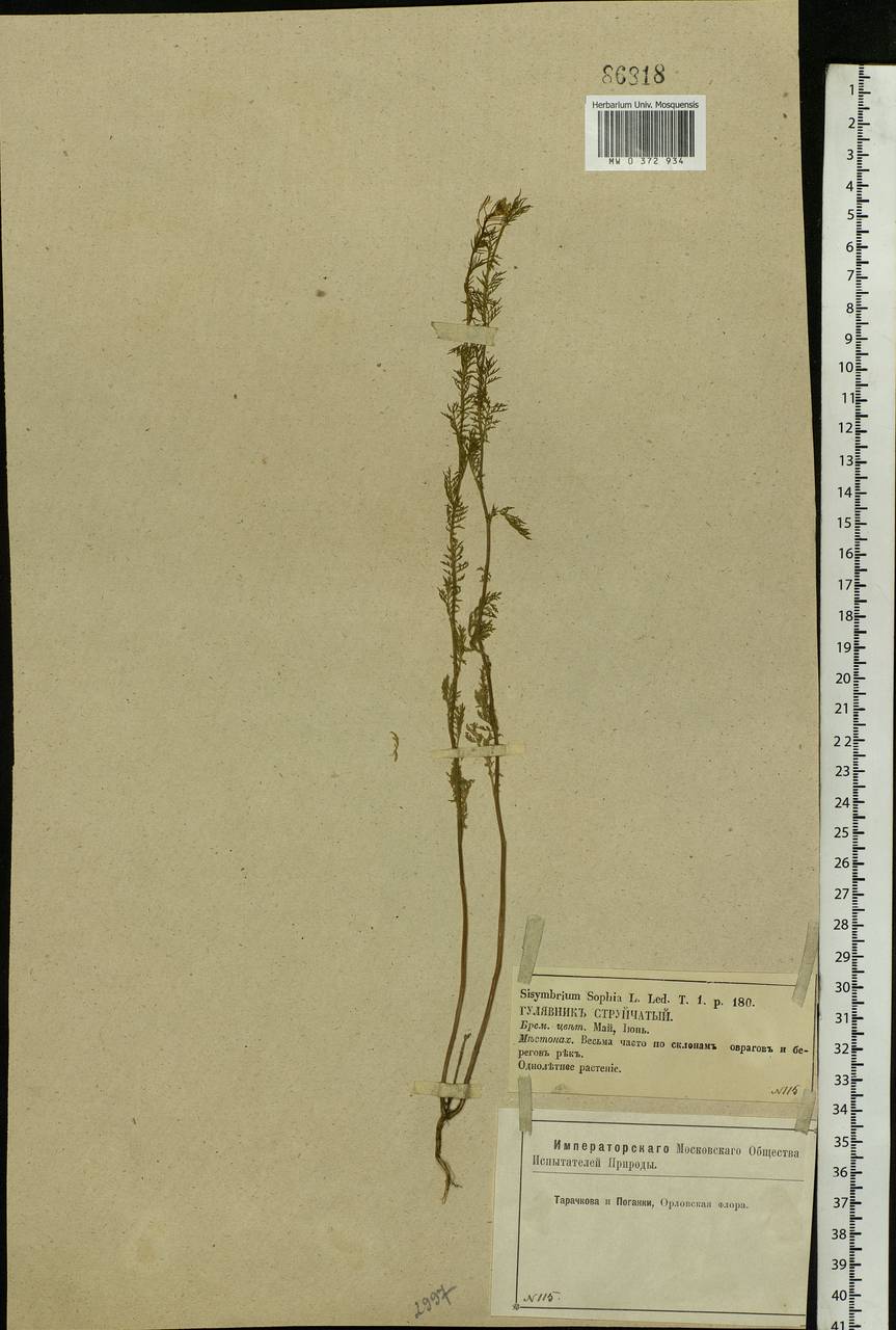 Descurainia sophia (L.) Webb ex Prantl, Eastern Europe, Central forest-and-steppe region (E6) (Russia)