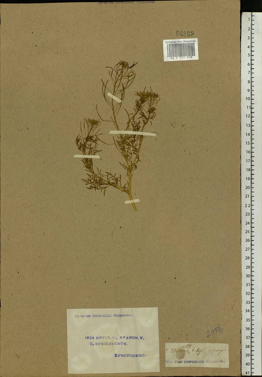 Descurainia sophia (L.) Webb ex Prantl, Eastern Europe, Volga-Kama region (E7) (Russia)