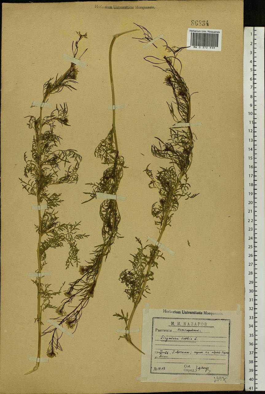 Descurainia sophia (L.) Webb ex Prantl, Eastern Europe, Volga-Kama region (E7) (Russia)