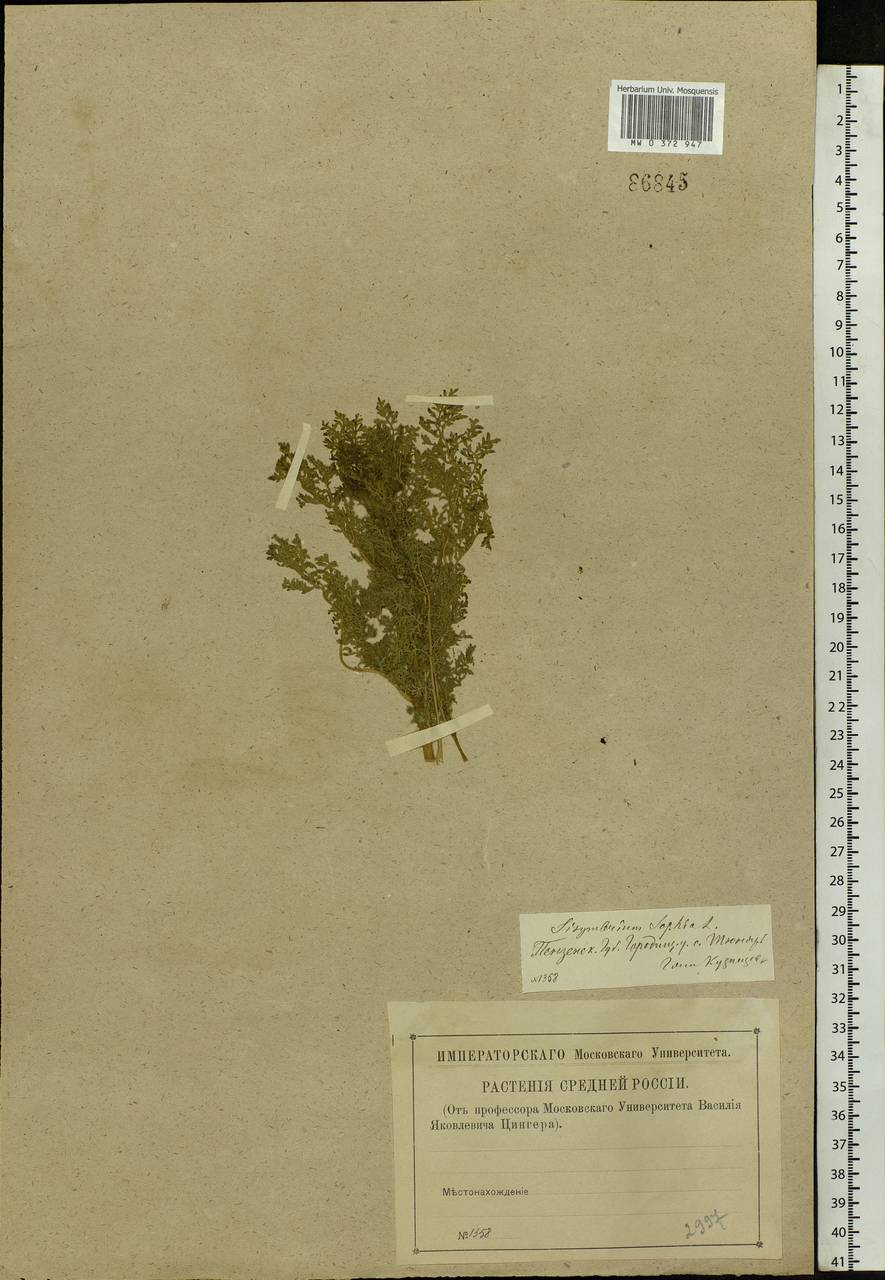 Descurainia sophia (L.) Webb ex Prantl, Eastern Europe, Middle Volga region (E8) (Russia)