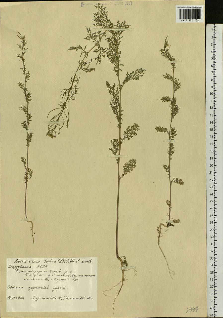 Descurainia sophia (L.) Webb ex Prantl, Eastern Europe, Middle Volga region (E8) (Russia)