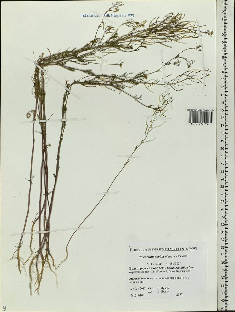 Descurainia sophia (L.) Webb ex Prantl, Eastern Europe, Lower Volga region (E9) (Russia)