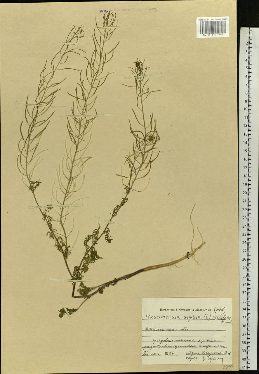 Descurainia sophia (L.) Webb ex Prantl, Eastern Europe, Lower Volga region (E9) (Russia)
