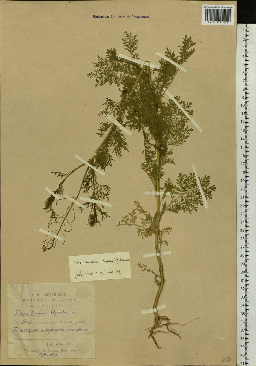 Descurainia sophia (L.) Webb ex Prantl, Eastern Europe, Middle Volga region (E8) (Russia)