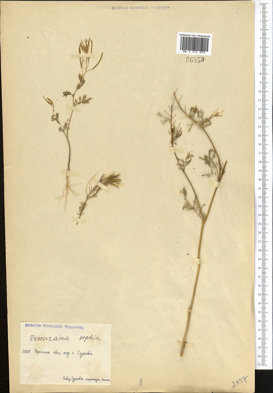 Descurainia sophia (L.) Webb ex Prantl, Middle Asia, Caspian Ustyurt & Northern Aralia (M8) (Kazakhstan)