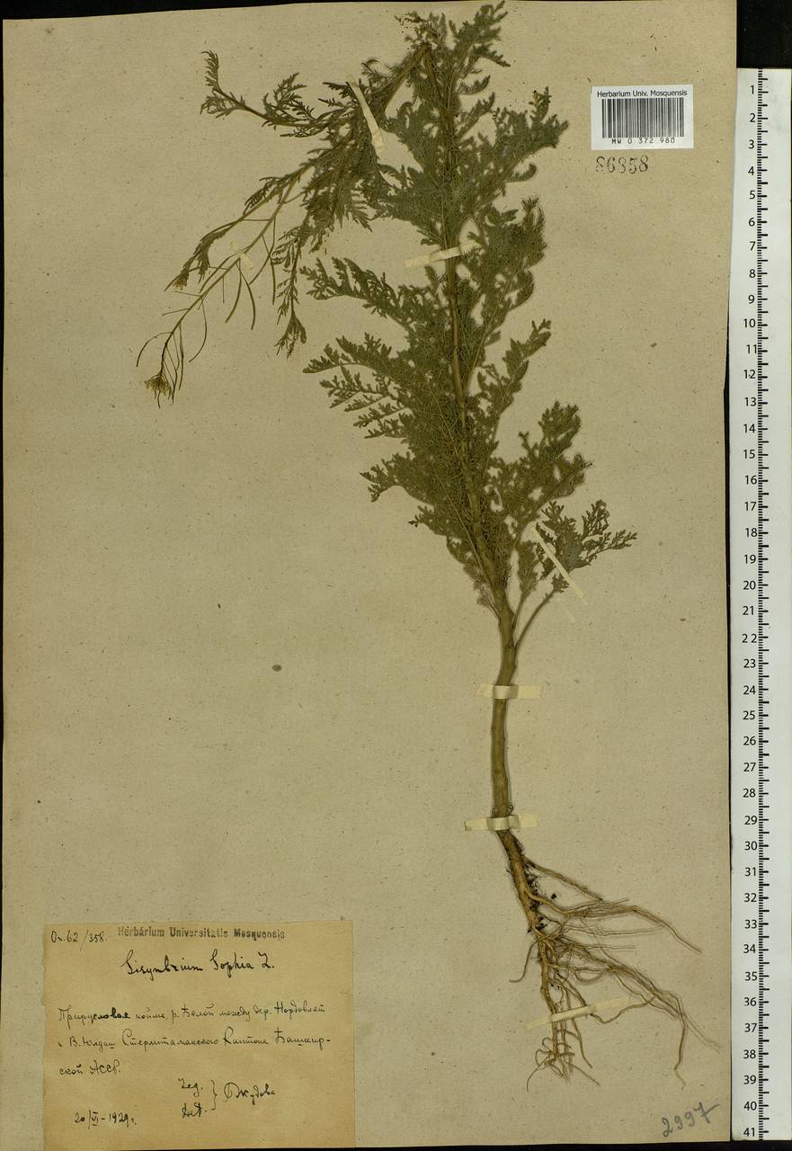Descurainia sophia (L.) Webb ex Prantl, Eastern Europe, Eastern region (E10) (Russia)