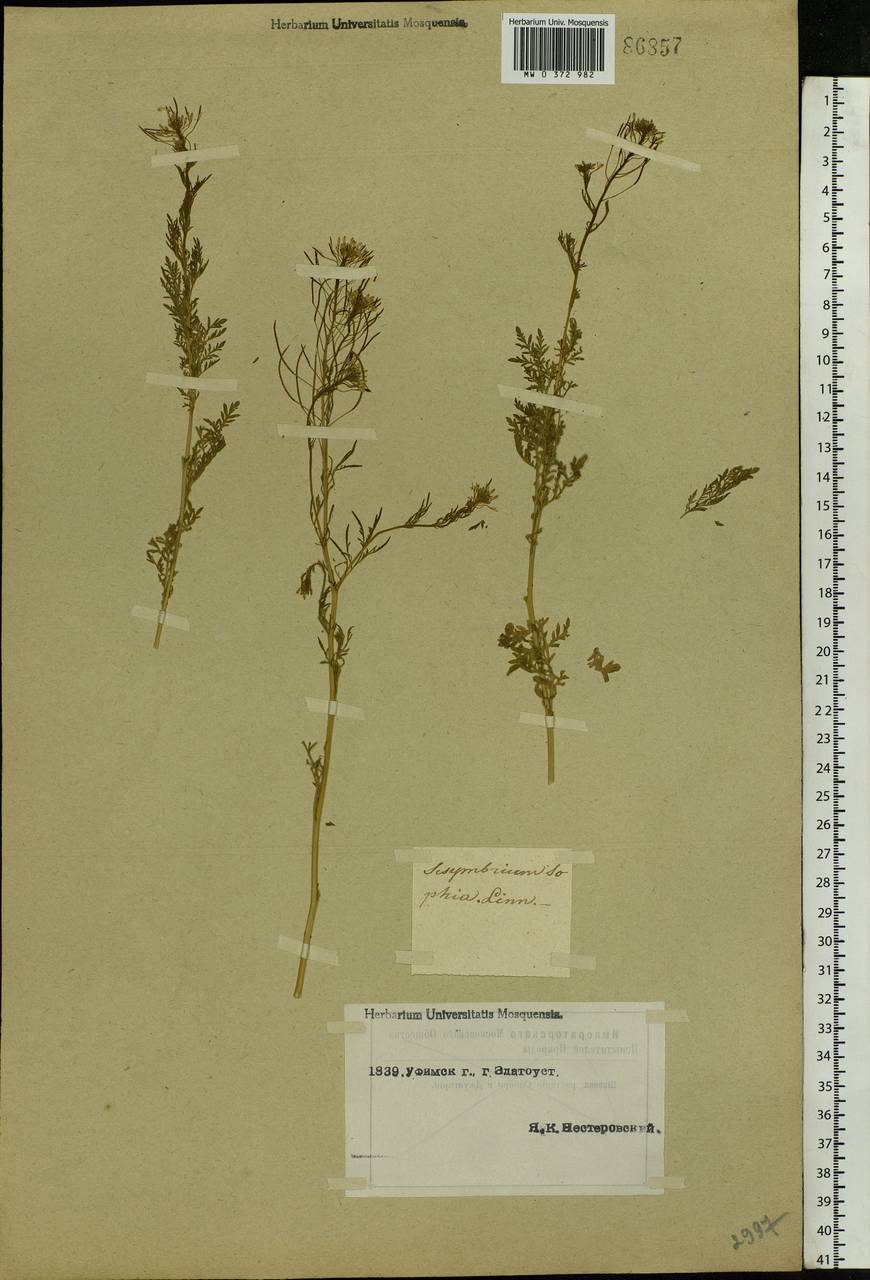Descurainia sophia (L.) Webb ex Prantl, Eastern Europe, Eastern region (E10) (Russia)