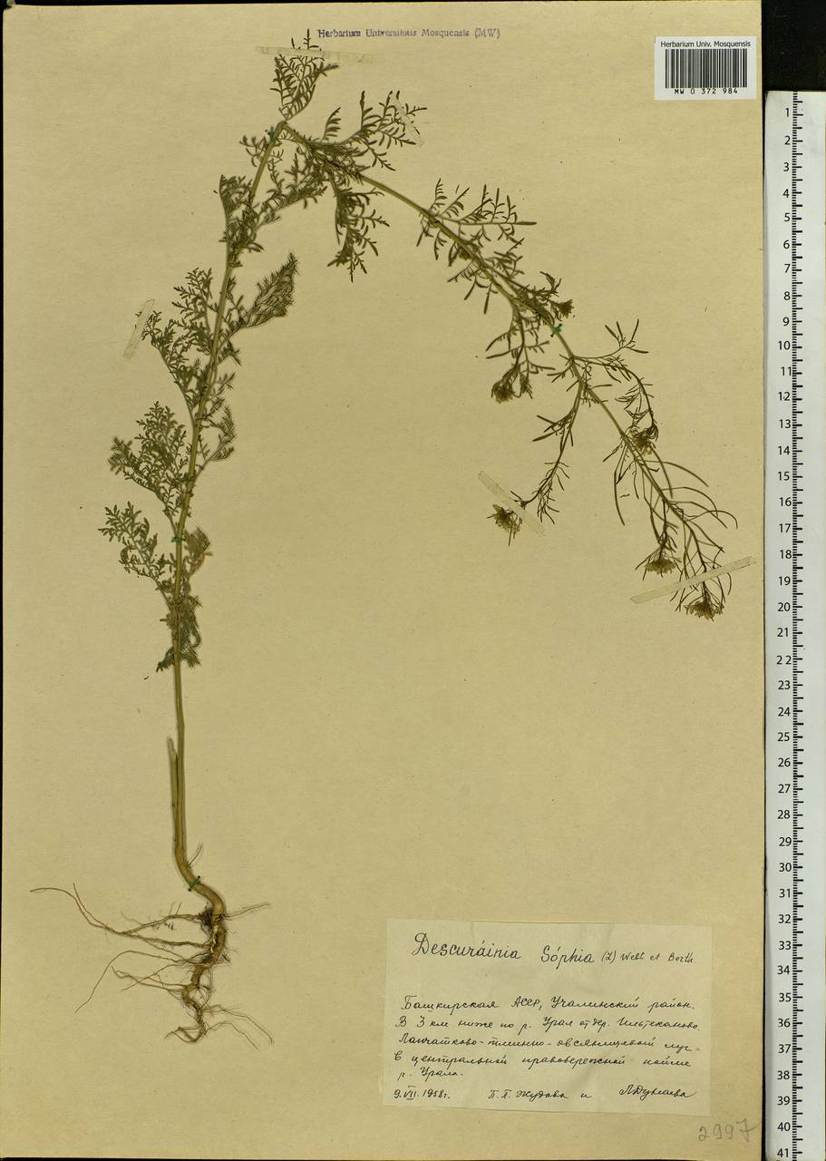 Descurainia sophia (L.) Webb ex Prantl, Eastern Europe, Eastern region (E10) (Russia)