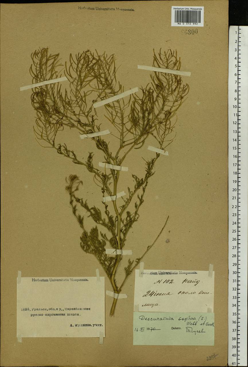 Descurainia sophia (L.) Webb ex Prantl, Middle Asia, Caspian Ustyurt & Northern Aralia (M8) (Kazakhstan)