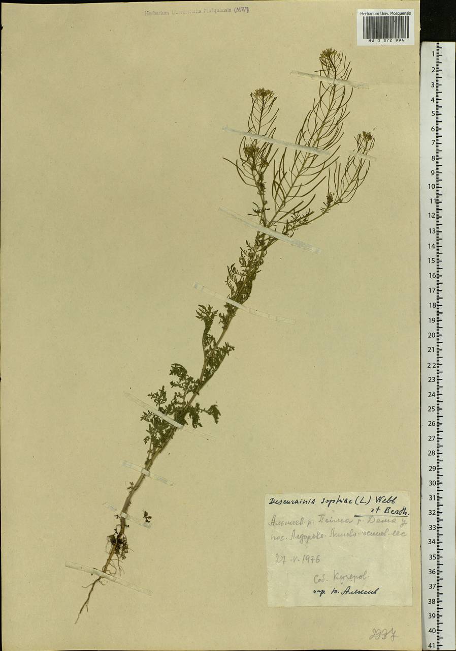 Descurainia sophia (L.) Webb ex Prantl, Eastern Europe, Eastern region (E10) (Russia)