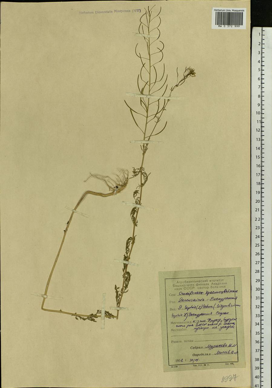 Descurainia sophia (L.) Webb ex Prantl, Eastern Europe, Eastern region (E10) (Russia)