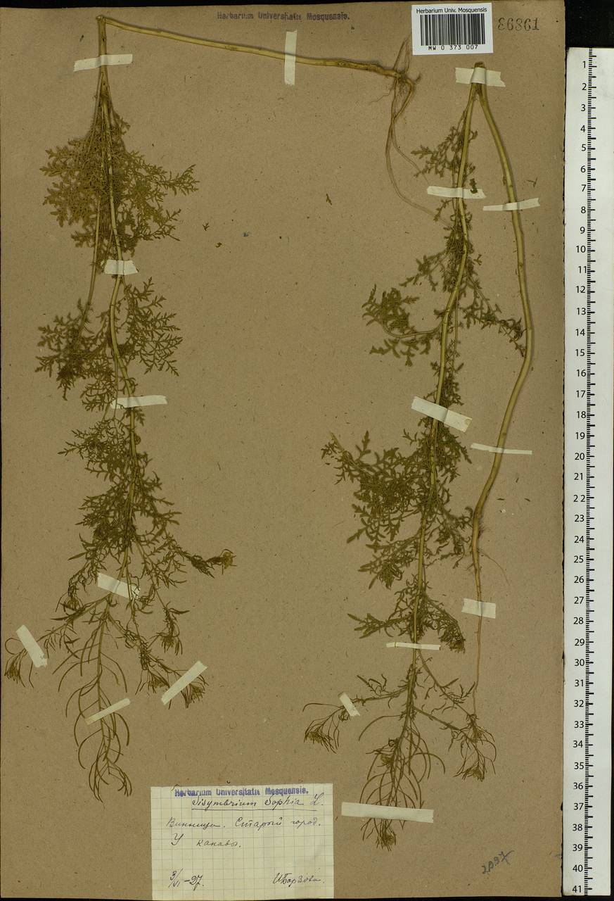 Descurainia sophia (L.) Webb ex Prantl, Eastern Europe, South Ukrainian region (E12) (Ukraine)