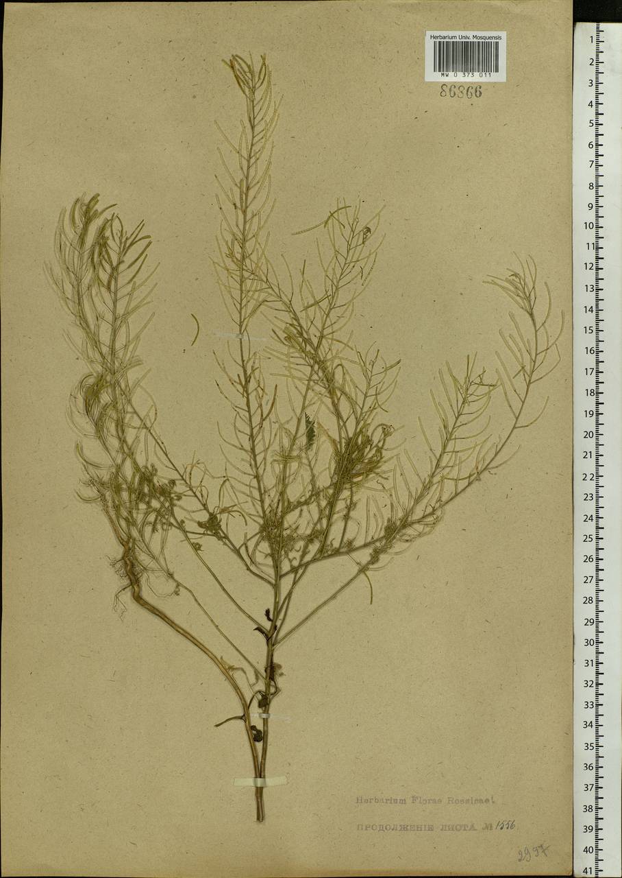 Descurainia sophia (L.) Webb ex Prantl, Eastern Europe, North Ukrainian region (E11) (Ukraine)
