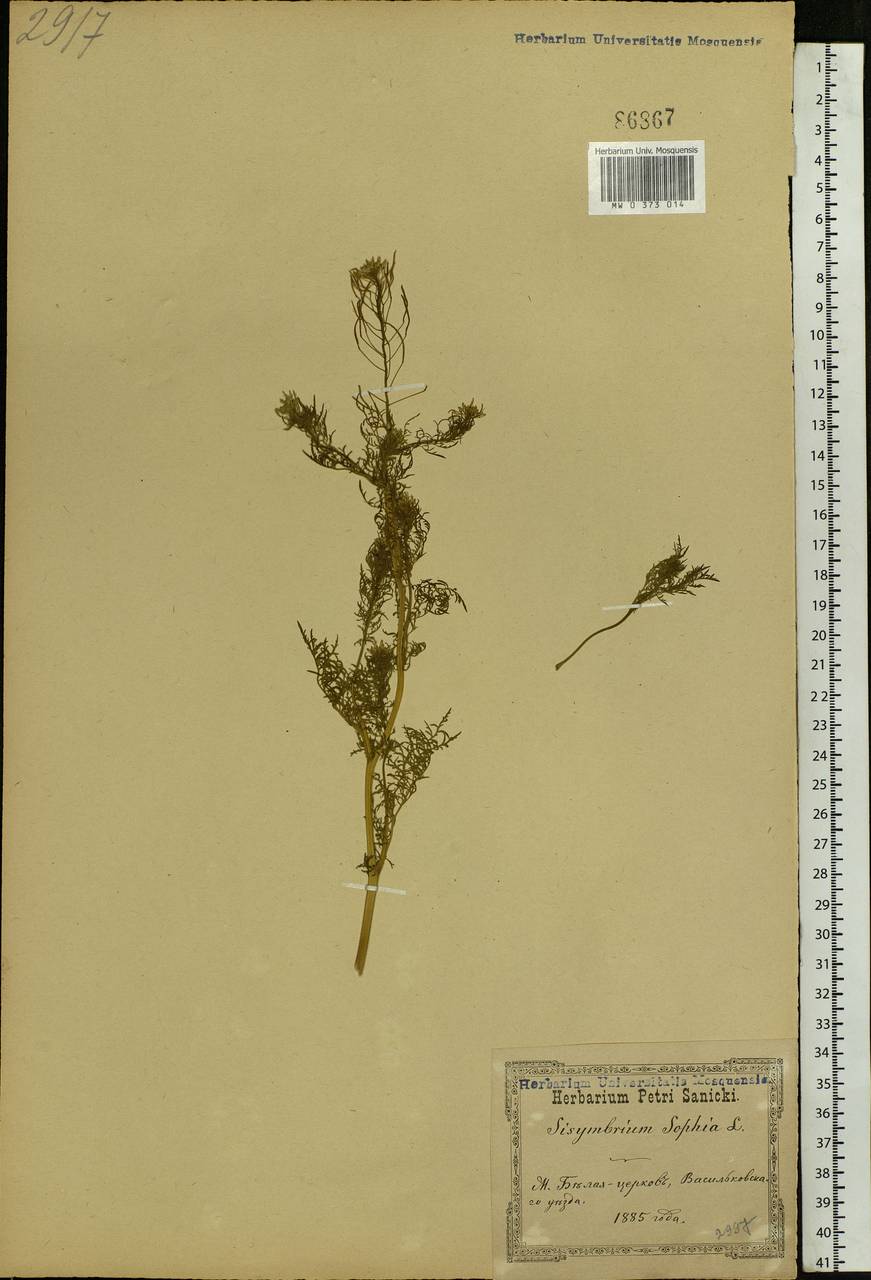 Descurainia sophia (L.) Webb ex Prantl, Eastern Europe, North Ukrainian region (E11) (Ukraine)