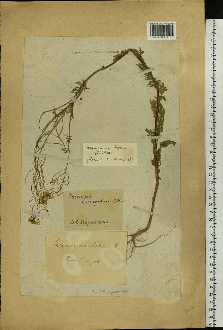 Descurainia sophia (L.) Webb ex Prantl, Eastern Europe, South Ukrainian region (E12) (Ukraine)