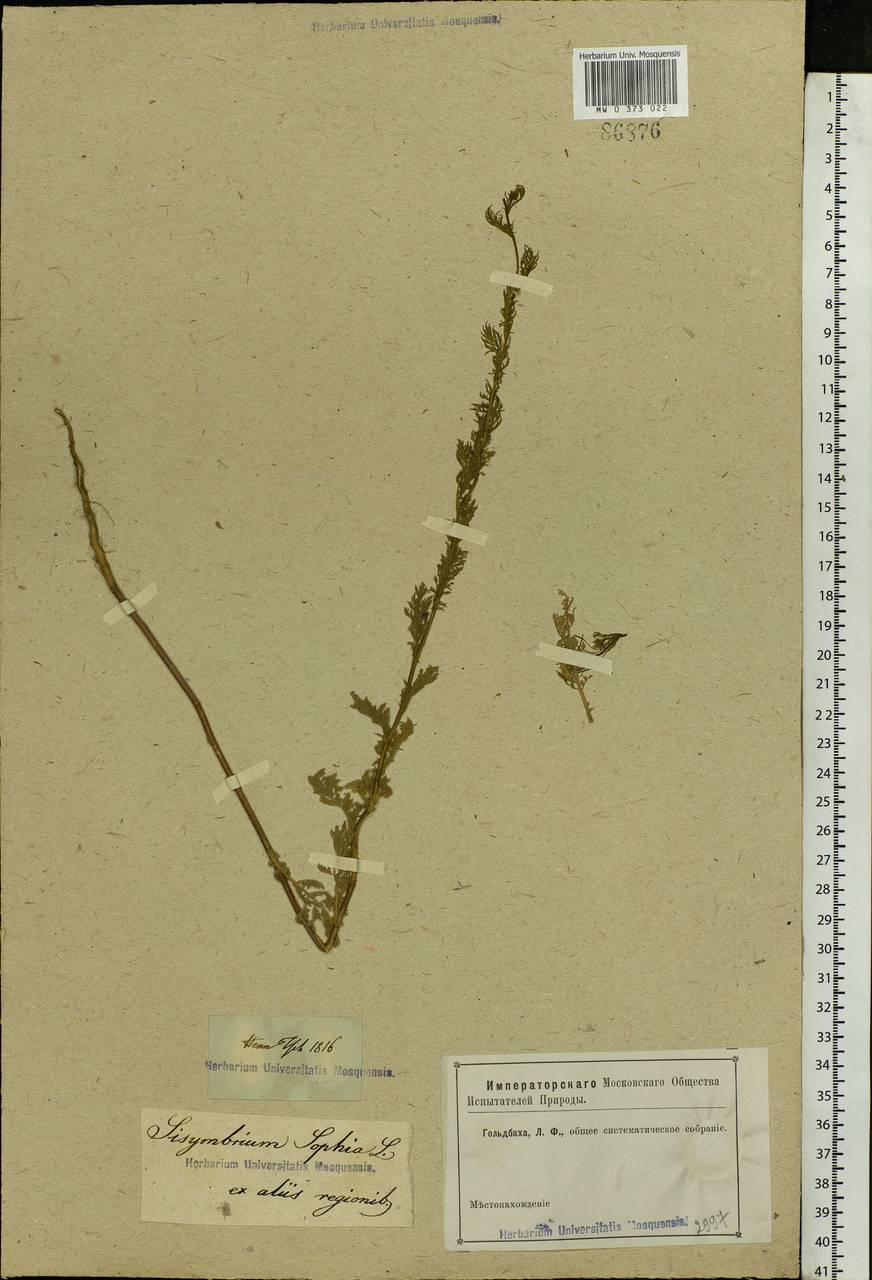Descurainia sophia (L.) Webb ex Prantl, Eastern Europe, Rostov Oblast (E12a) (Russia)
