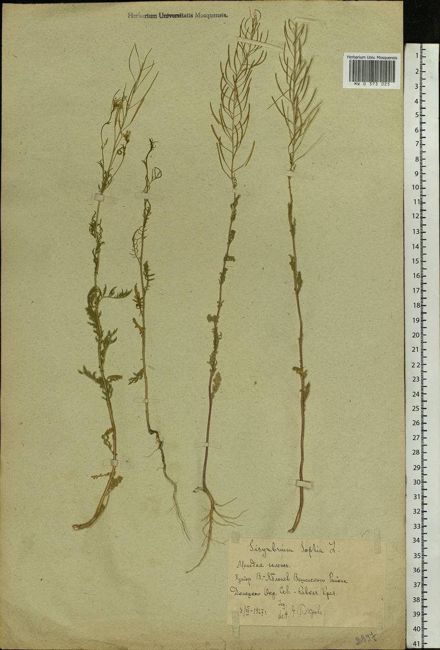 Descurainia sophia (L.) Webb ex Prantl, Eastern Europe, Rostov Oblast (E12a) (Russia)
