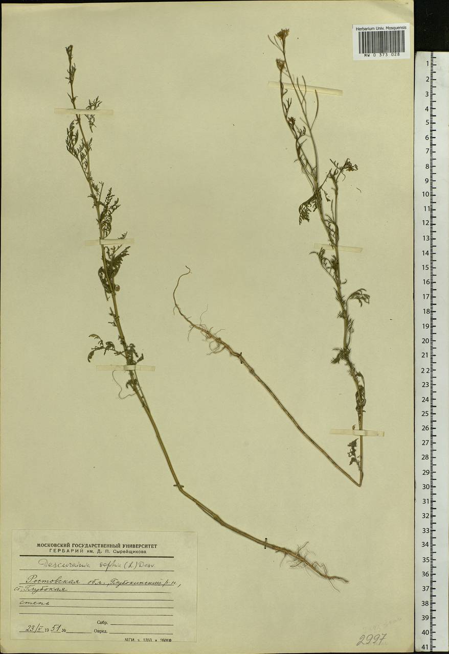 Descurainia sophia (L.) Webb ex Prantl, Eastern Europe, Rostov Oblast (E12a) (Russia)