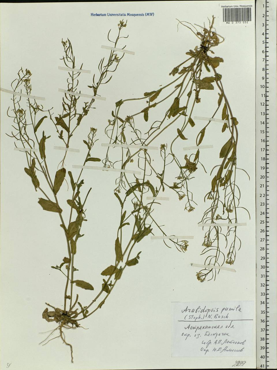 Sisymbrium pumilum Stephan, Eastern Europe, Lower Volga region (E9) (Russia)