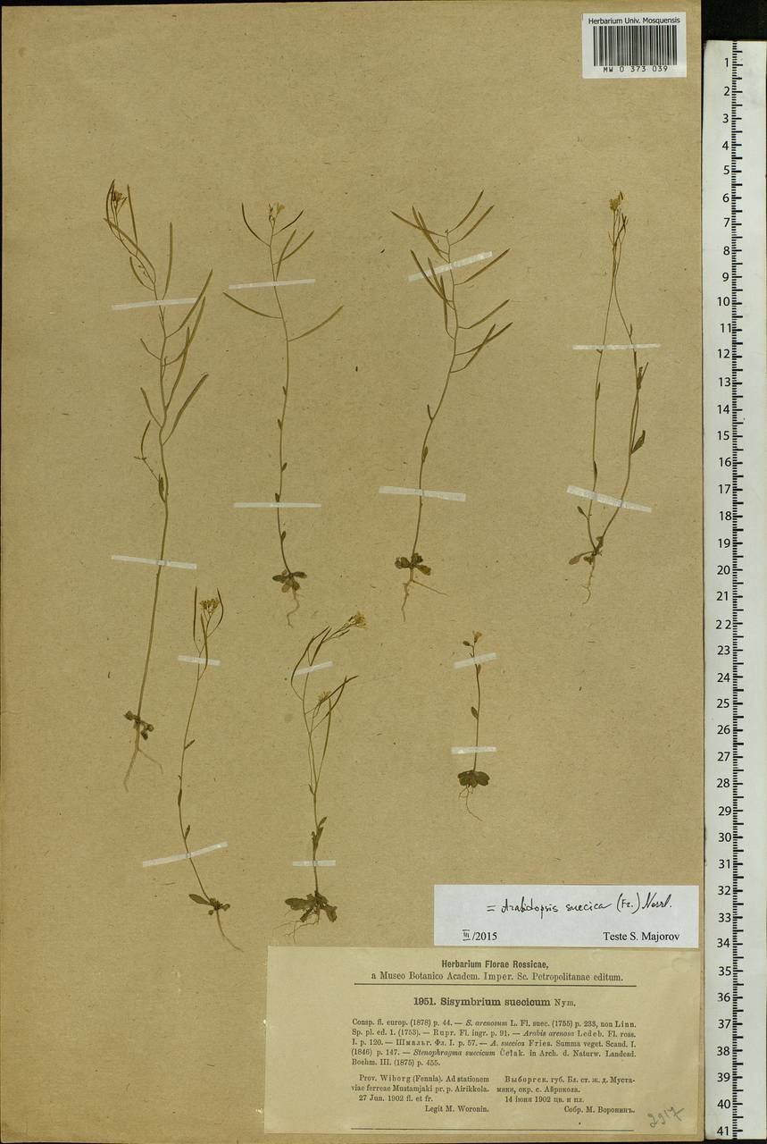 Arabidopsis suecica (Fr.) Norrl., Eastern Europe, North-Western region (E2) (Russia)