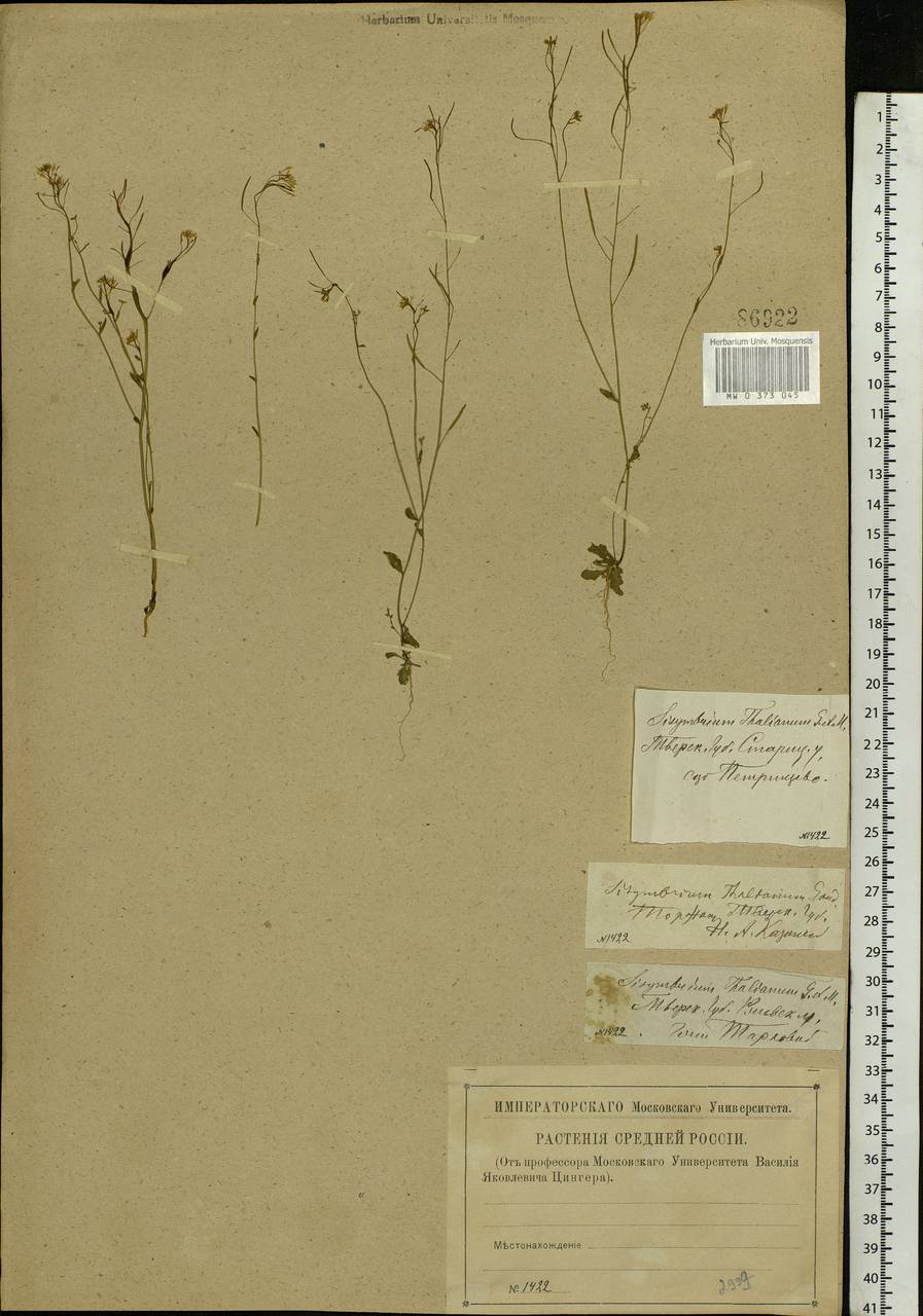 Arabidopsis thaliana (L.) Heynh., Eastern Europe, North-Western region (E2) (Russia)