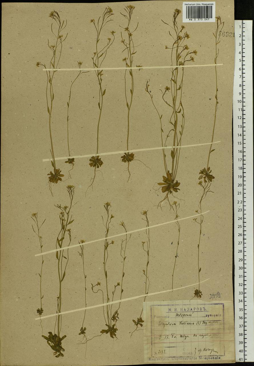 Arabidopsis thaliana (L.) Heynh., Eastern Europe, North-Western region (E2) (Russia)