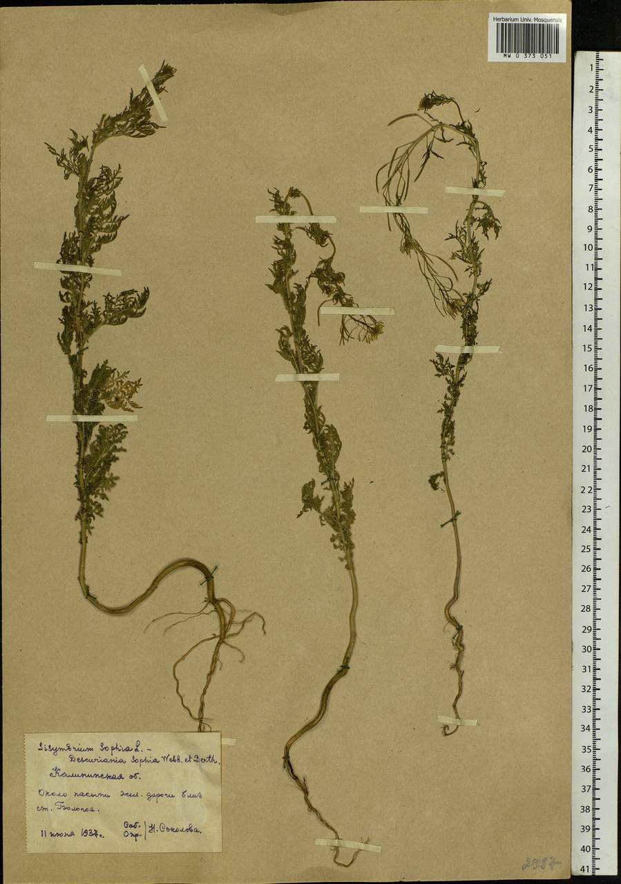 Arabidopsis thaliana (L.) Heynh., Eastern Europe, North-Western region (E2) (Russia)