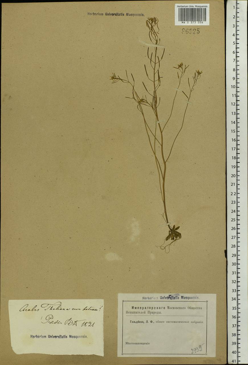 Arabidopsis thaliana (L.) Heynh., Eastern Europe, North-Western region (E2) (Russia)