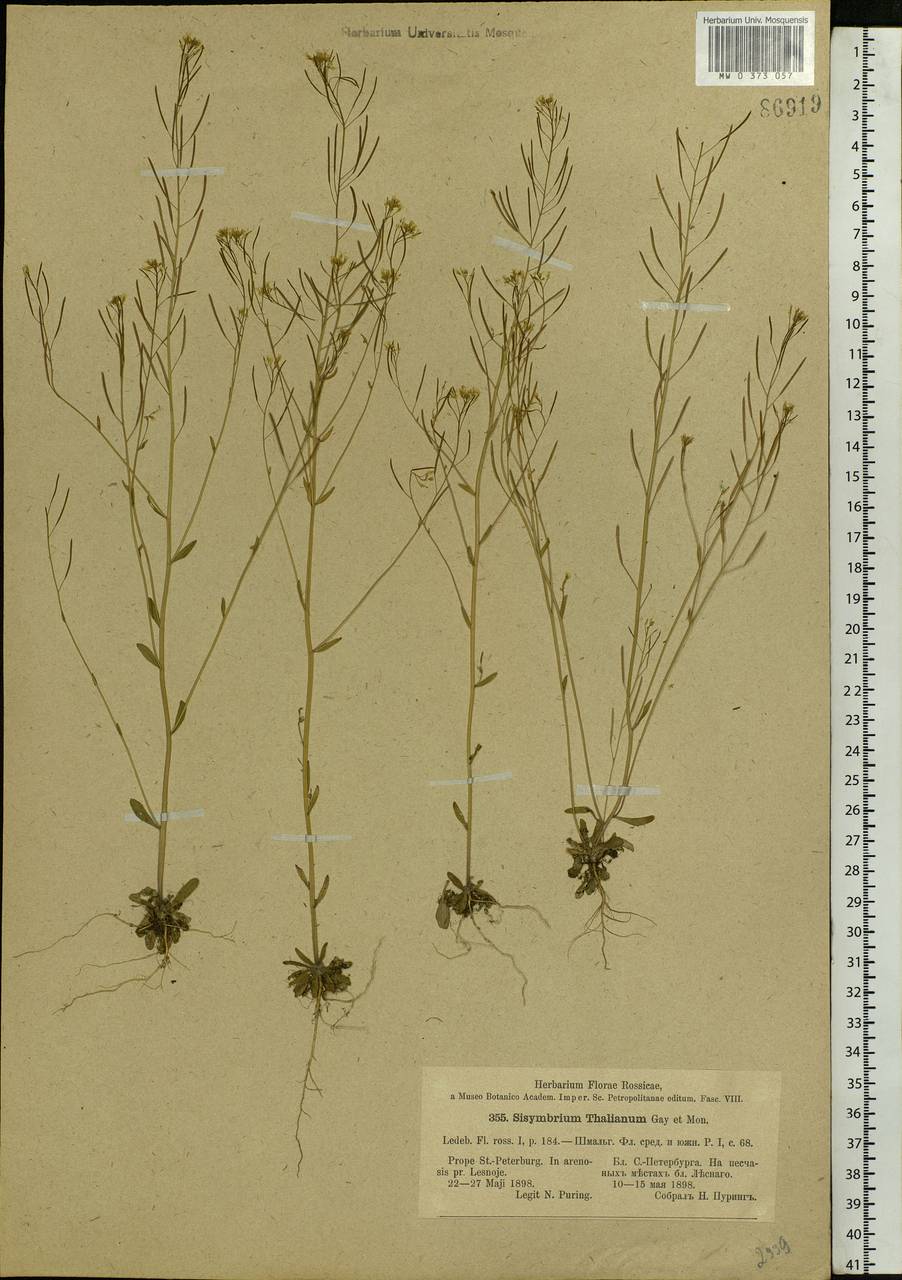 Arabidopsis thaliana (L.) Heynh., Eastern Europe, North-Western region (E2) (Russia)