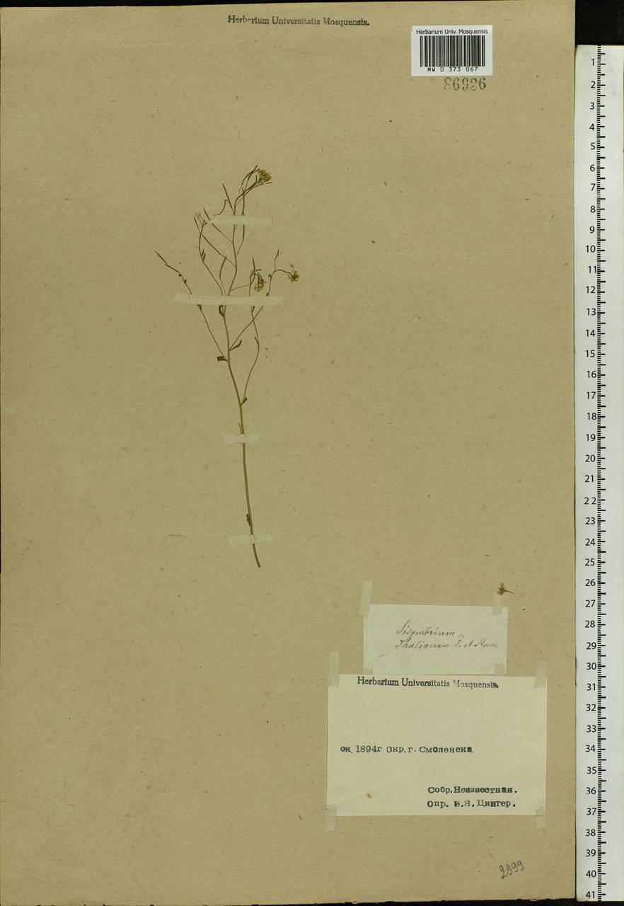 Arabidopsis thaliana (L.) Heynh., Eastern Europe, Western region (E3) (Russia)