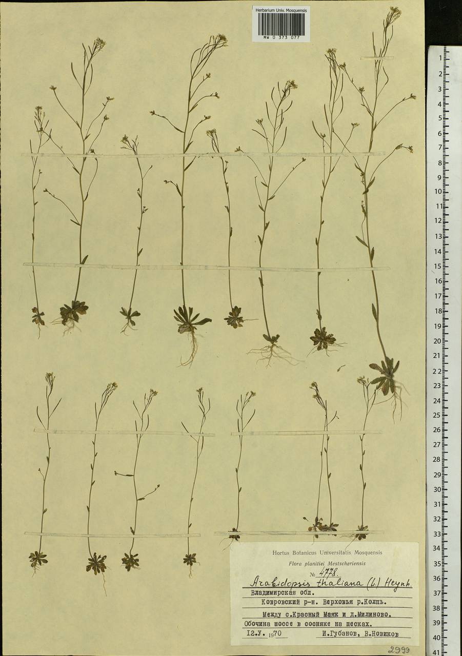Arabidopsis thaliana (L.) Heynh., Eastern Europe, Central region (E4) (Russia)
