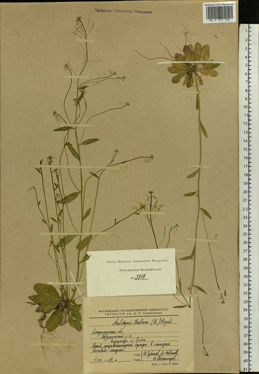 Arabidopsis thaliana (L.) Heynh., Eastern Europe, Central region (E4) (Russia)