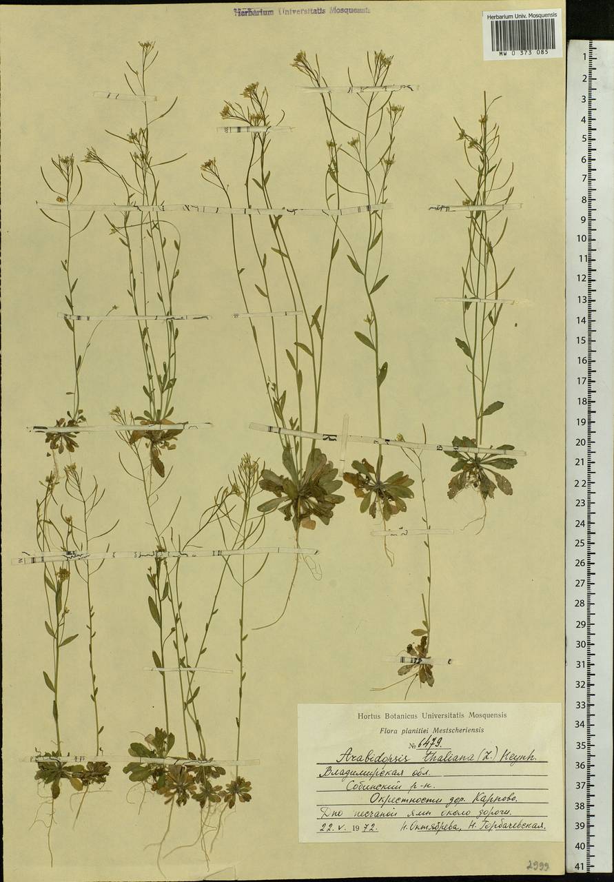 Arabidopsis thaliana (L.) Heynh., Eastern Europe, Central region (E4) (Russia)
