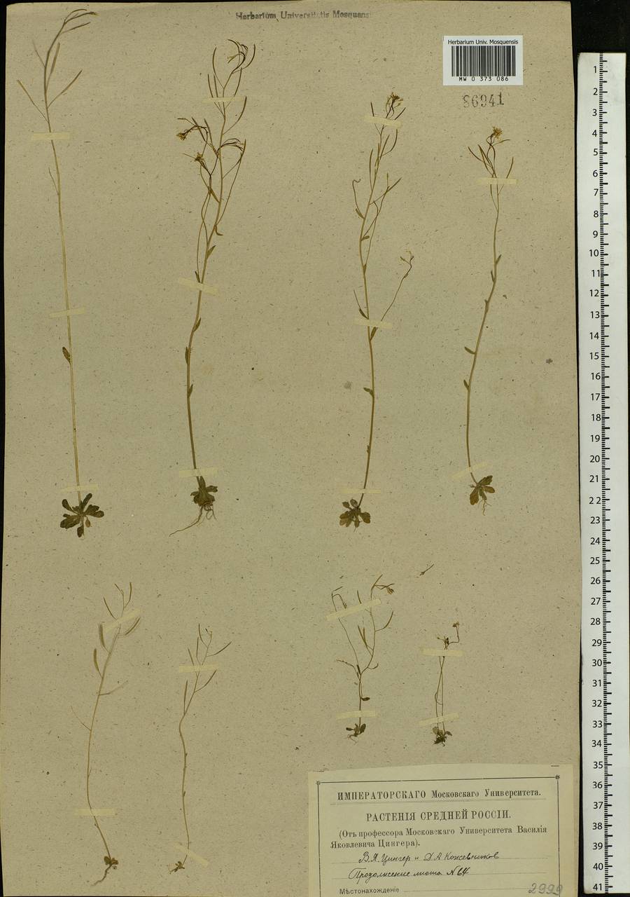 Arabidopsis thaliana (L.) Heynh., Eastern Europe, Central region (E4) (Russia)