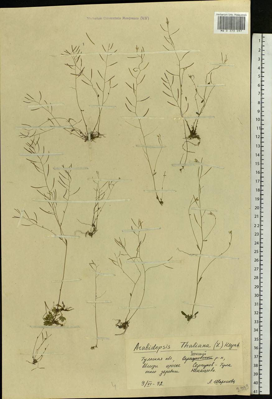 Arabidopsis thaliana (L.) Heynh., Eastern Europe, Central region (E4) (Russia)