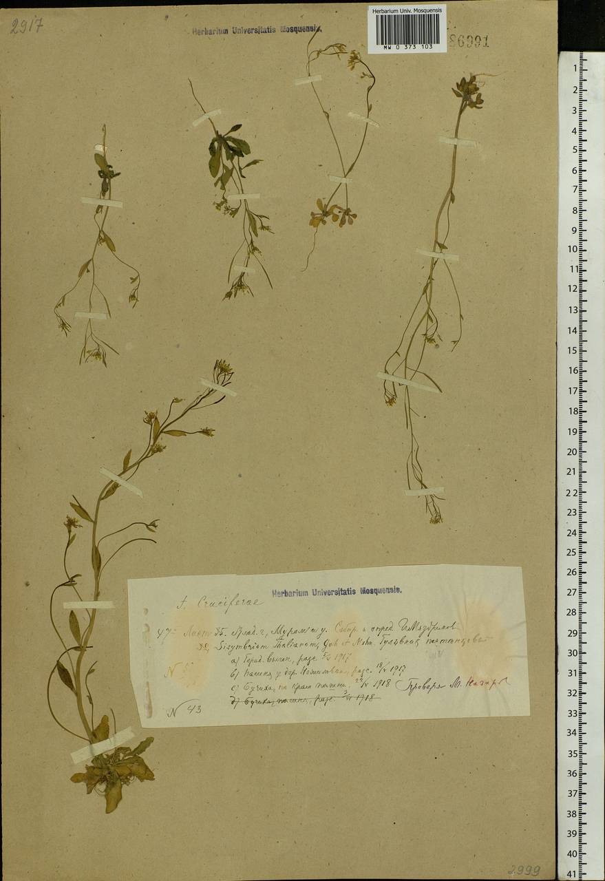 Arabidopsis thaliana (L.) Heynh., Eastern Europe, Central region (E4) (Russia)