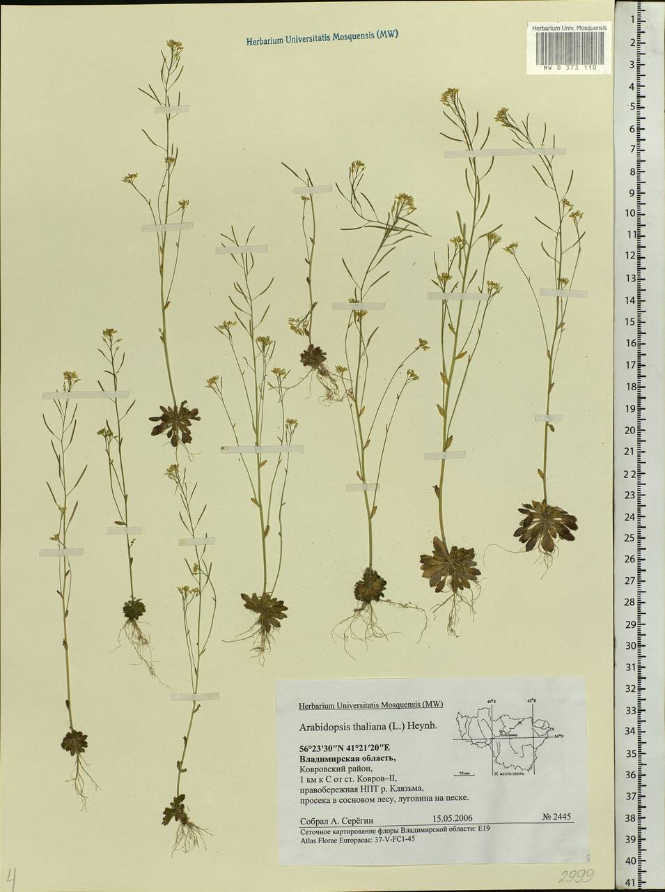 Arabidopsis thaliana (L.) Heynh., Eastern Europe, Central region (E4) (Russia)