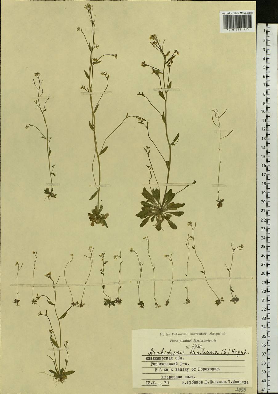 Arabidopsis thaliana (L.) Heynh., Eastern Europe, Central region (E4) (Russia)