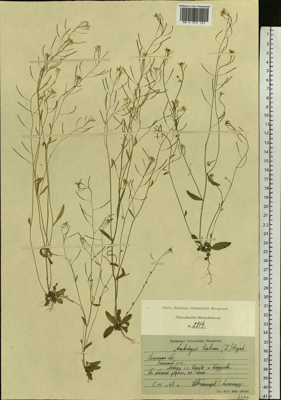 Arabidopsis thaliana (L.) Heynh., Eastern Europe, Central region (E4) (Russia)
