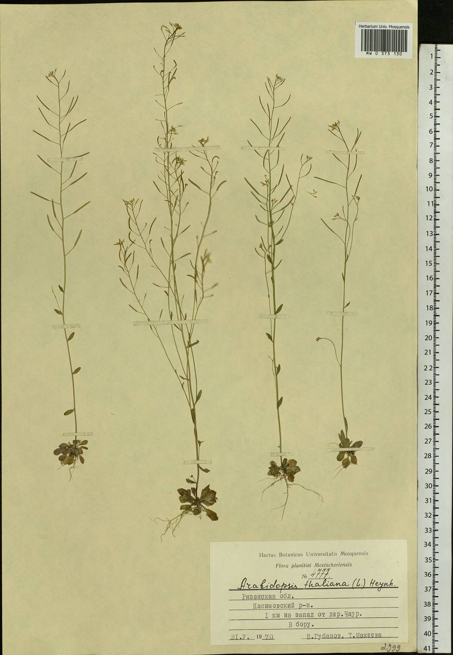 Arabidopsis thaliana (L.) Heynh., Eastern Europe, Central region (E4) (Russia)