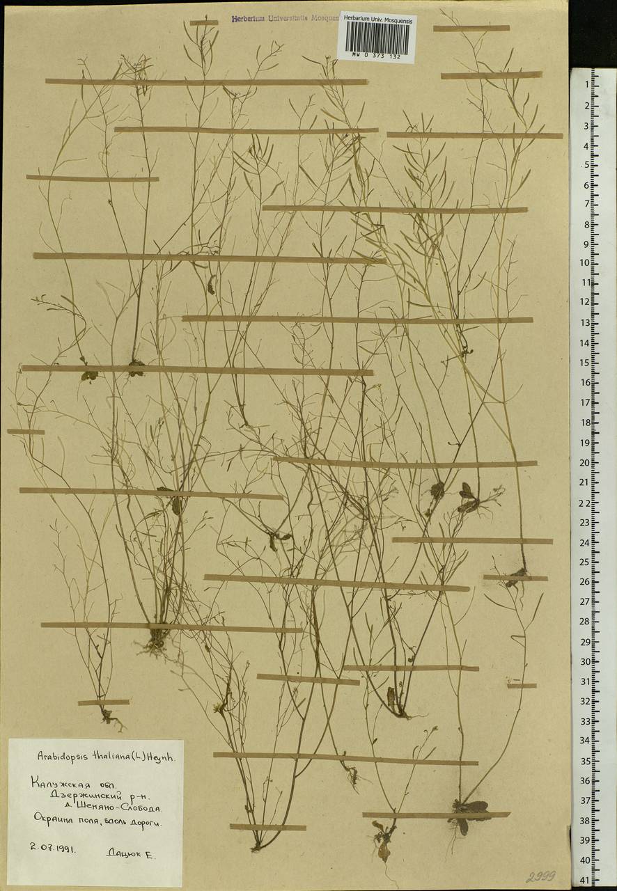 Arabidopsis thaliana (L.) Heynh., Eastern Europe, Central region (E4) (Russia)