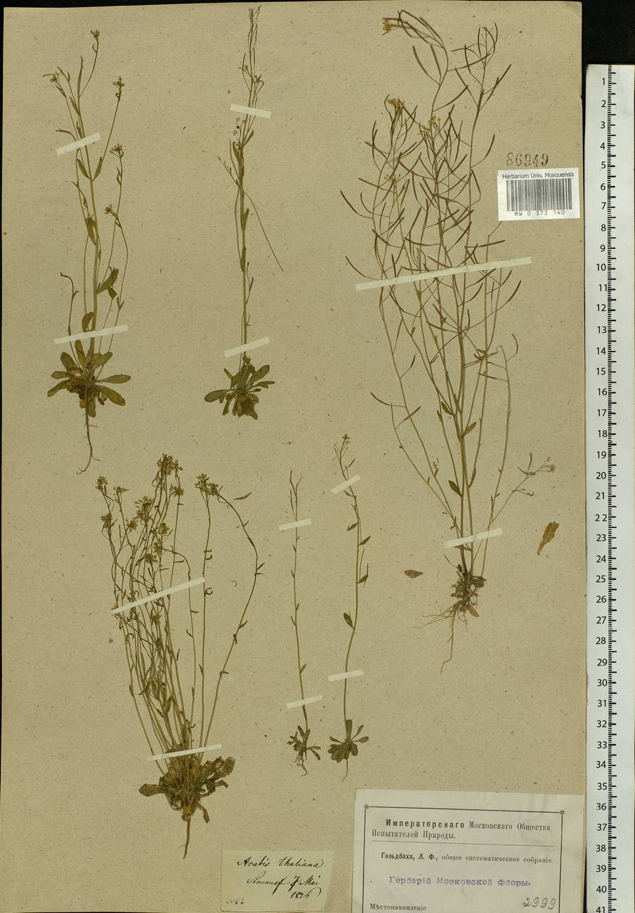 Arabidopsis thaliana (L.) Heynh., Eastern Europe, Moscow region (E4a) (Russia)