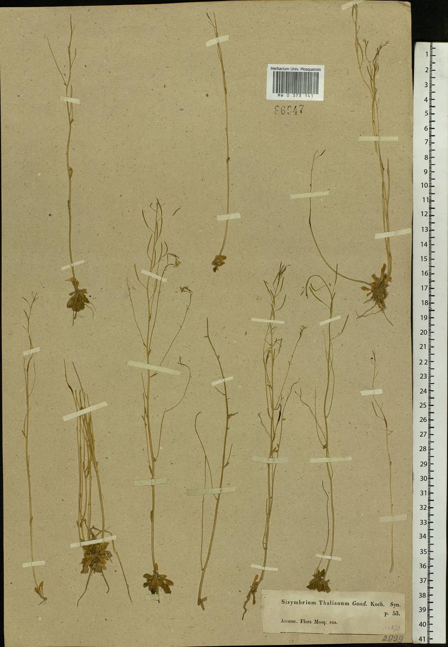 Arabidopsis thaliana (L.) Heynh., Eastern Europe, Moscow region (E4a) (Russia)