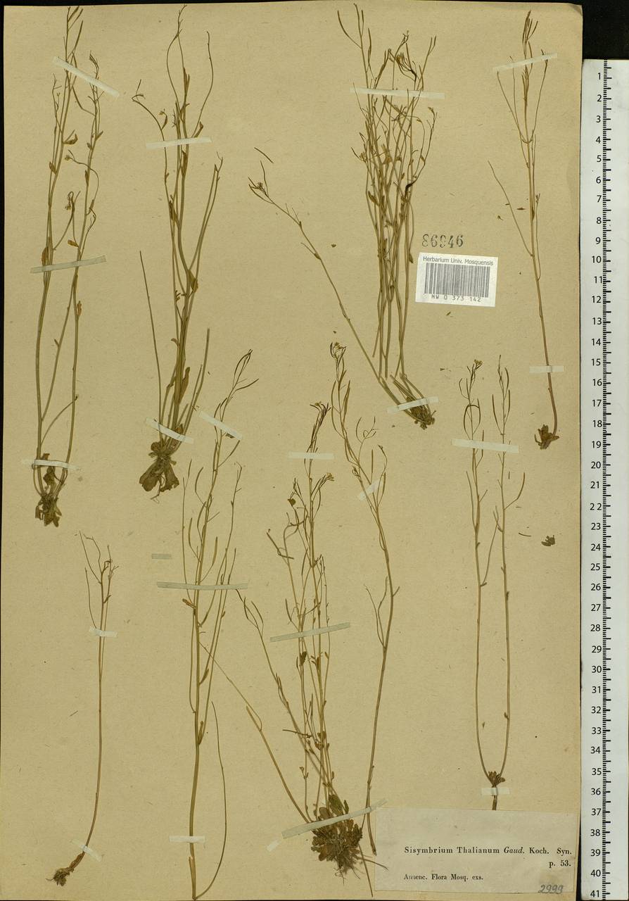 Arabidopsis thaliana (L.) Heynh., Eastern Europe, Moscow region (E4a) (Russia)